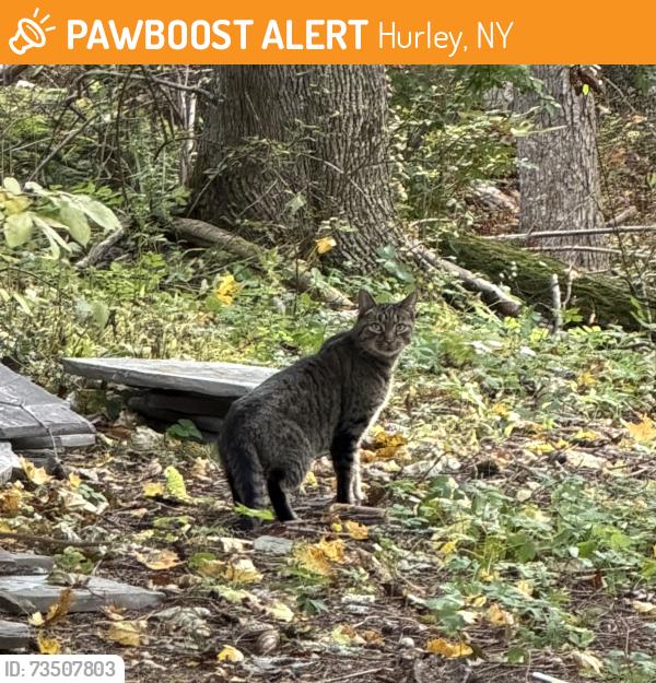 Found/Stray Unknown Cat last seen Dug Hill/Morgan Hill, Hurley, NY 12443