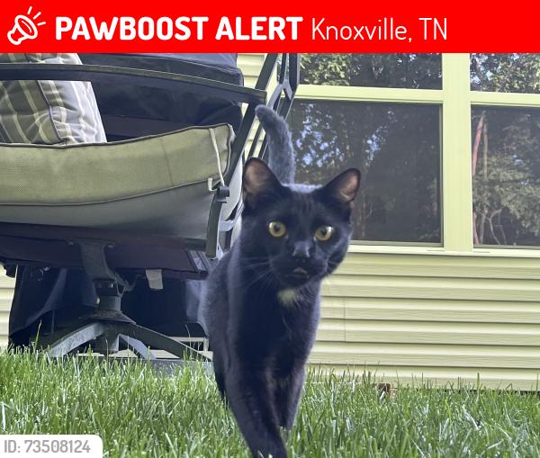 Lost Male Cat last seen Jenkins Rd, Knoxville, TN 37931