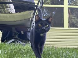 Lost Male Cat last seen Jenkins Rd, Knoxville, TN 37931