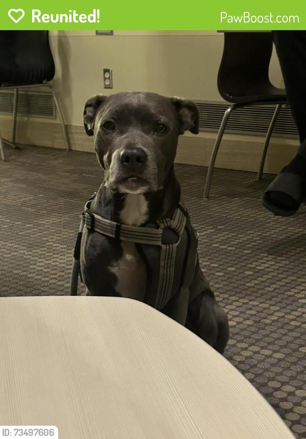 Reunited Female Dog last seen Millard library, Omaha, NE 68144