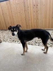 Reunited Male Dog last seen 16th Street and Corpus Avenue, Wolfforth, TX 79382
