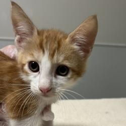 Shelter Stray Male Cat last seen eastbayspca, OAKLAND, CA, 94621, 8323 Baldwin St, Oakland, CA 94621, USA