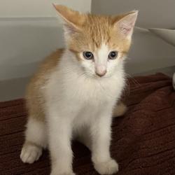 Shelter Stray Male Cat last seen eastbayspca, OAKLAND, CA, 94621, 8323 Baldwin St, Oakland, CA 94621, USA