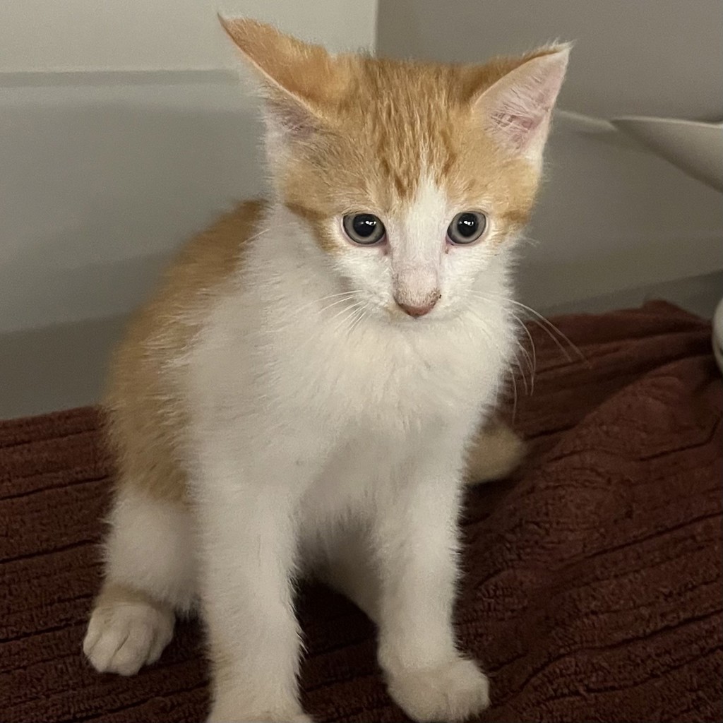 Shelter Stray Male Cat last seen eastbayspca, OAKLAND, CA, 94621, 8323 Baldwin St, Oakland, CA 94621, USA