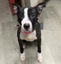 Shelter Stray Female Dog last seen Old Town, San Diego, CA, 92110, 5500 Gaines St, San Diego, CA 92110, USA