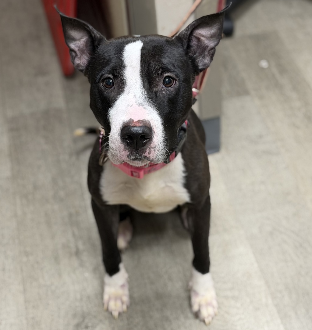 Shelter Stray Female Dog last seen Old Town, San Diego, CA, 92110, 5500 Gaines St, San Diego, CA 92110, USA
