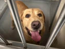Shelter Stray Male Dog last seen Wildwood Road, Port Orchard, WA, 98367, 9167 Dickey Rd NW, Silverdale, WA 98383, USA