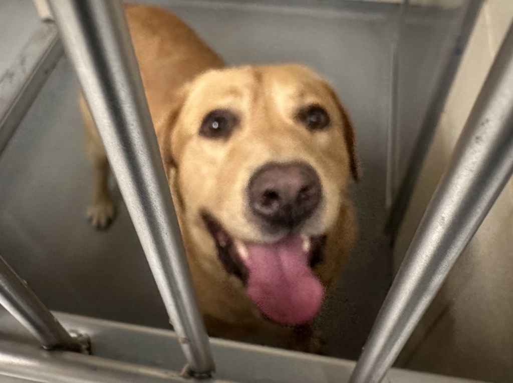 Shelter Stray Male Dog last seen Wildwood Road, Port Orchard, WA, 98367, 9167 Dickey Rd NW, Silverdale, WA 98383, USA