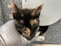 Shelter Stray Female Cat last seen Near Crotona Avenue, BRONX, NY, 10456, 326 E 110th St, New York, NY 10029, USA
