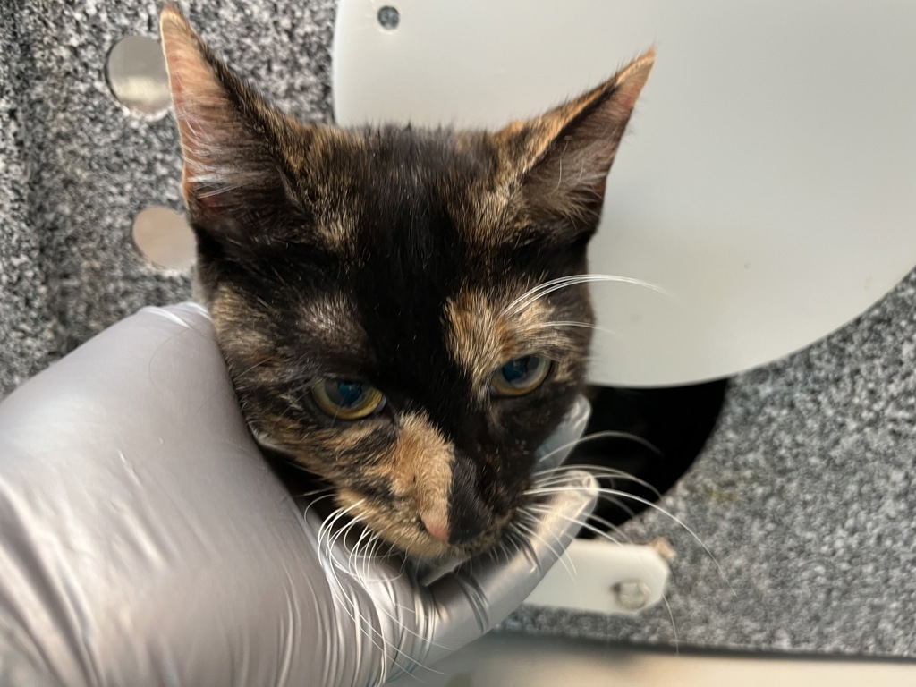 Shelter Stray Female Cat last seen Near Crotona Avenue, BRONX, NY, 10456, 326 E 110th St, New York, NY 10029, USA