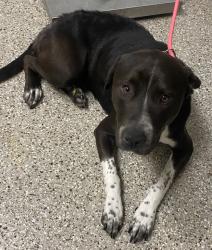Shelter Stray Female Dog last seen NE 172nd Ave & NE Ward Rd, BRUSH PRAIRIE, WA, 98606, 1100 NE 192nd Ave, Vancouver, WA 98684, USA