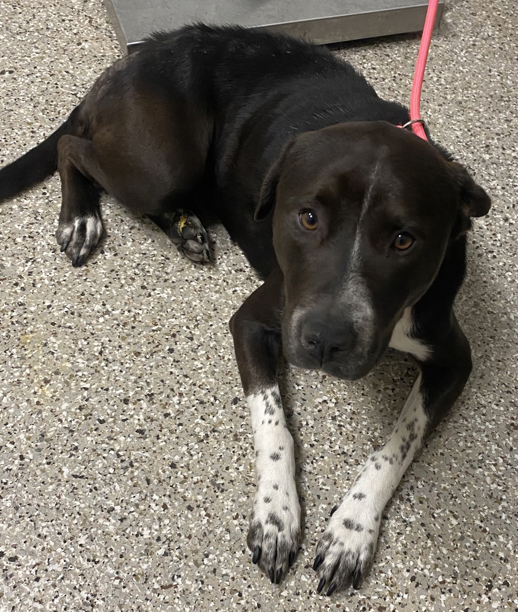Shelter Stray Female Dog last seen NE 172nd Ave & NE Ward Rd, BRUSH PRAIRIE, WA, 98606, 1100 NE 192nd Ave, Vancouver, WA 98684, USA