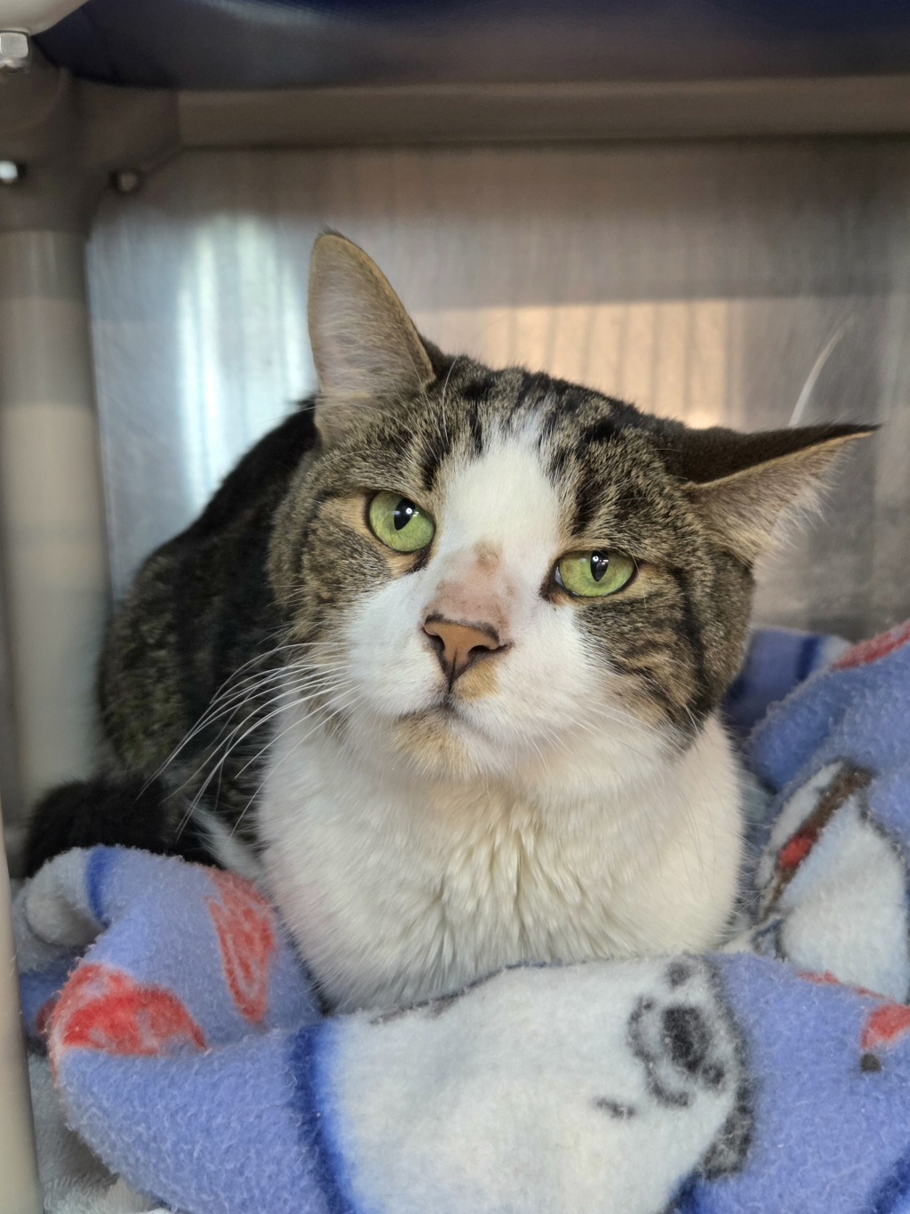Shelter Stray Female Cat last seen Dunmoen Road, SEVERNA PARK, MD, 21146, 411 Maxwell Frye Rd, Millersville, MD 21108, USA
