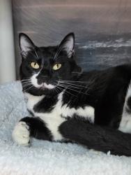 Shelter Stray Male Cat last seen Sunrise Beach Road, CROWNSVILLE, MD, 21032, 411 Maxwell Frye Rd, Millersville, MD 21108, USA