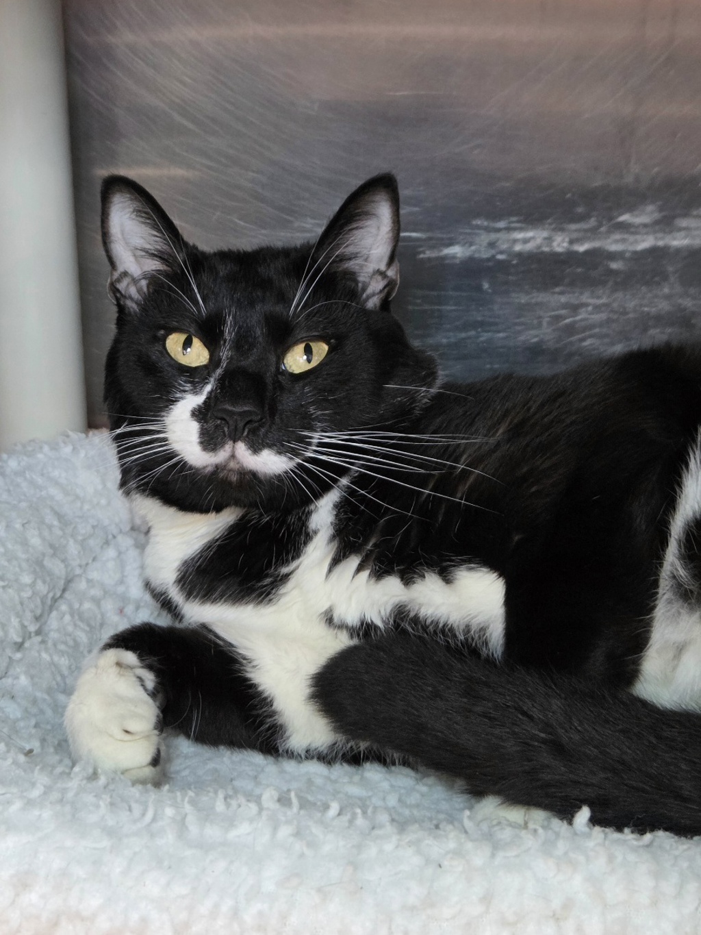 Shelter Stray Male Cat last seen Sunrise Beach Road, CROWNSVILLE, MD, 21032, 411 Maxwell Frye Rd, Millersville, MD 21108, USA