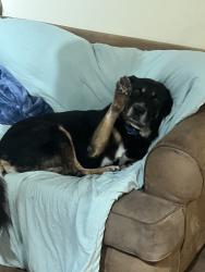Shelter Stray Male Dog last seen 44th Street, San Diego, CA, 92105, 5500 Gaines St, San Diego, CA 92110, USA