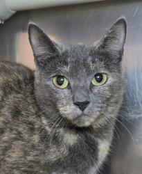 Shelter Stray Female Cat last seen Graybird Court, SEVERN, MD, 21144, 411 Maxwell Frye Rd, Millersville, MD 21108, USA