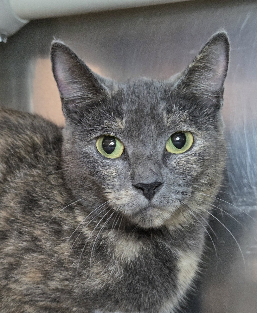 Shelter Stray Female Cat last seen Graybird Court, SEVERN, MD, 21144, 411 Maxwell Frye Rd, Millersville, MD 21108, USA