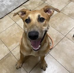 Shelter Stray Male Dog last seen NW Naito, OR, 1700 W Historic Columbia River Hwy, Troutdale, OR 97060, USA