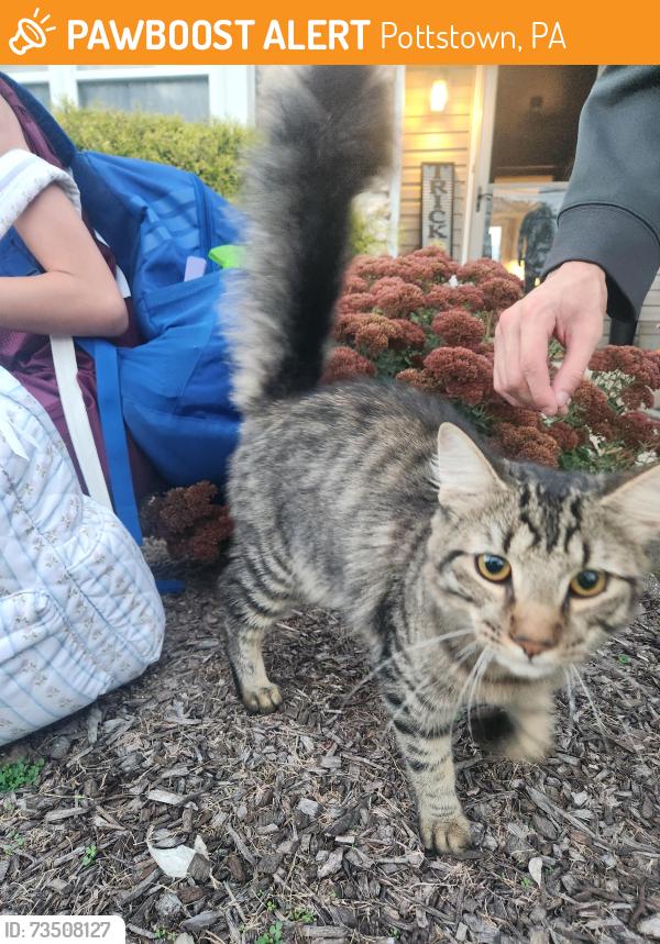 Found/Stray Male Cat last seen Pleasant view rs, Pottstown, PA 19464