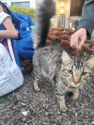 Found/Stray Male Cat last seen Pleasant view rs, Pottstown, PA 19464