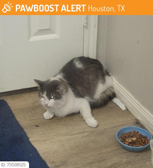 Found/Stray Male Cat last seen Clay and Greenhouse, Houston, TX 77084