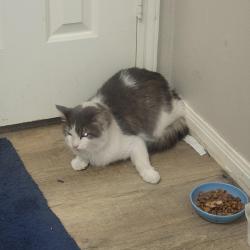 Found/Stray Male Cat last seen Clay and Greenhouse, Houston, TX 77084