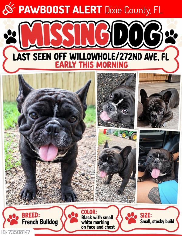 Lost Male Dog last seen Old Town, FL, Dixie County, FL 32680