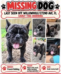 Lost Male Dog last seen Old Town, FL, Dixie County, FL 32680
