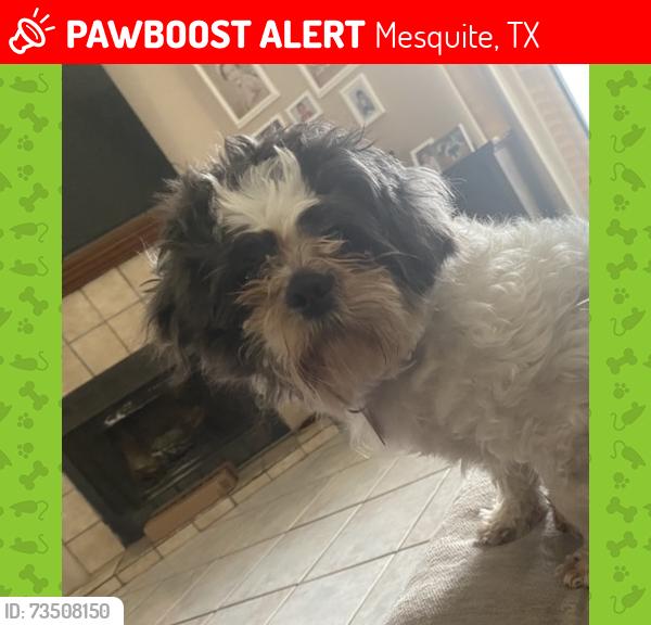 Lost Male Dog last seen Galloway and Town East, Mesquite, TX 75150