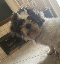 Lost Male Dog last seen Galloway and Town East, Mesquite, TX 75150