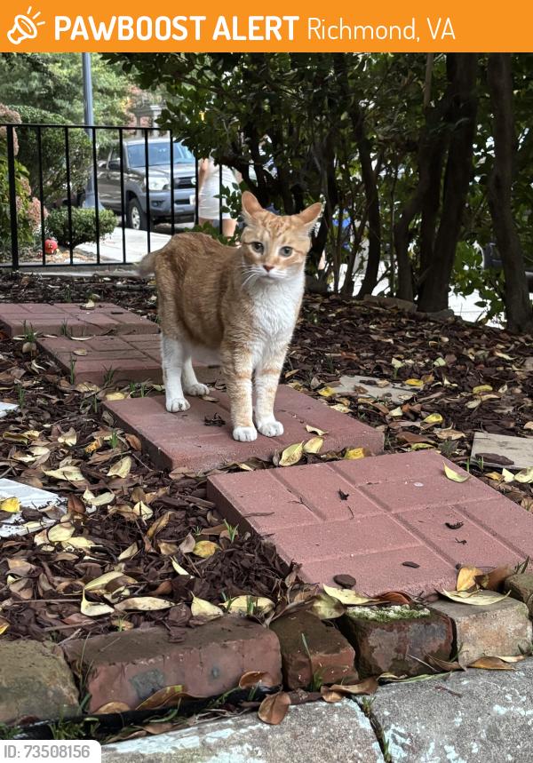 Found/Stray Male Cat last seen West Grace and strawberry, Richmond, VA 23220