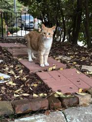 Found/Stray Male Cat last seen West Grace and strawberry, Richmond, VA 23220