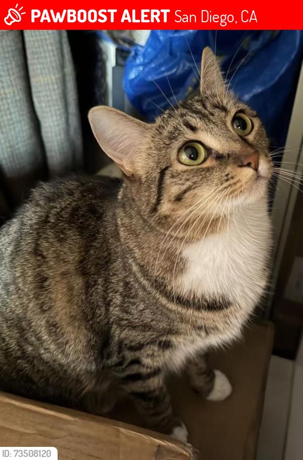 Lost Female Cat last seen Near Meridian Ave, San Diego, CA 92115, San Diego, CA 92115