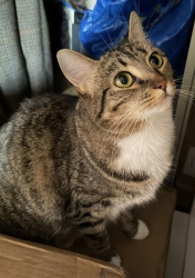 Lost Female Cat last seen Near Meridian Ave, San Diego, CA 92115, San Diego, CA 92115