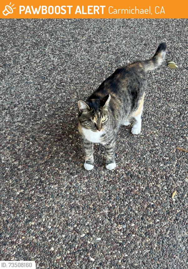 Found/Stray Unknown Cat last seen Fair Oaks Blvd, Carmichael, CA 95608