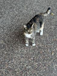 Found/Stray Unknown Cat last seen Fair Oaks Blvd, Carmichael, CA 95608