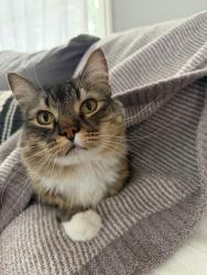 Lost Male Cat last seen Monroe and Joseph, Spokane, WA 99205