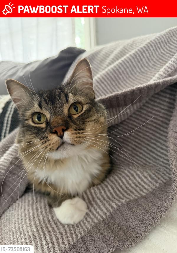 Lost Male Cat last seen Monroe and Joseph, Spokane, WA 99205