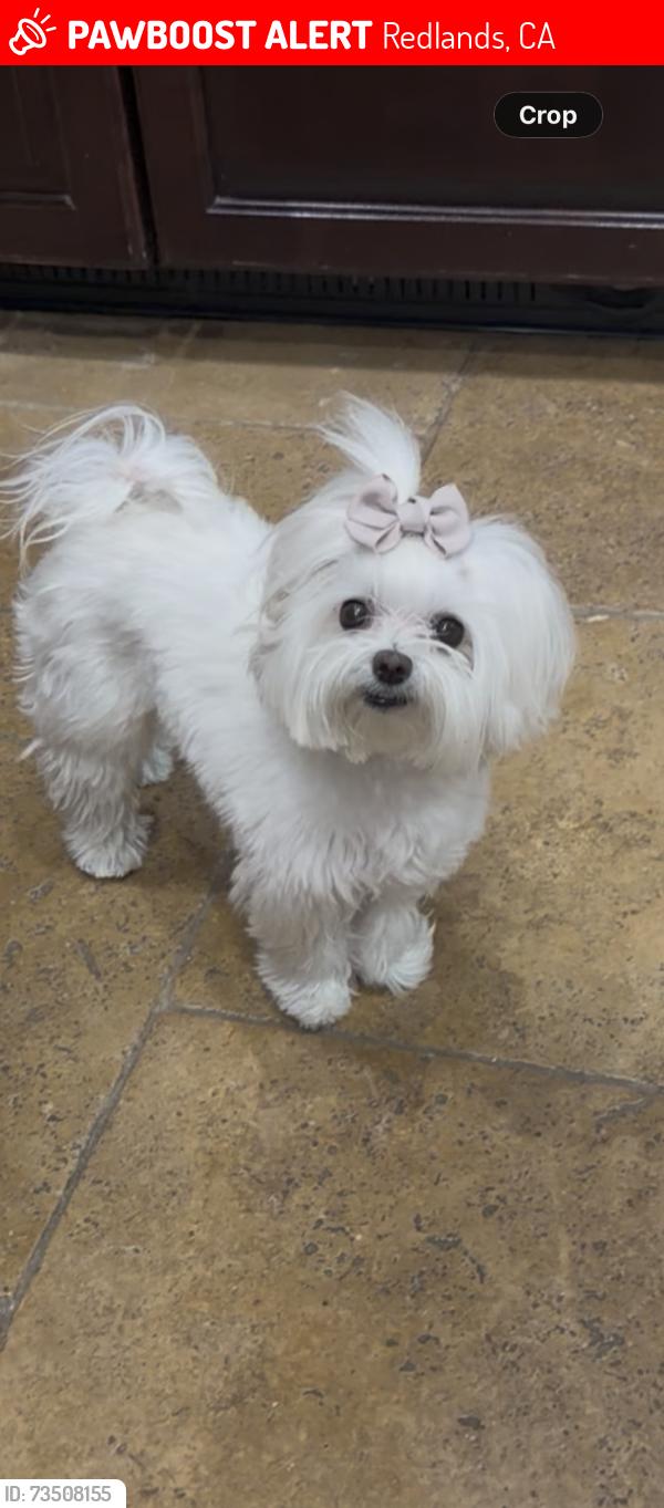 Lost Female Dog last seen Country Club, Redlands, CA 92373