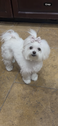 Lost Female Dog last seen Country Club, Redlands, CA 92373