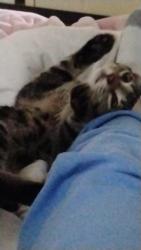 Lost Male Cat last seen Kissing ridge Kentucky, Jessamine County, KY 40356