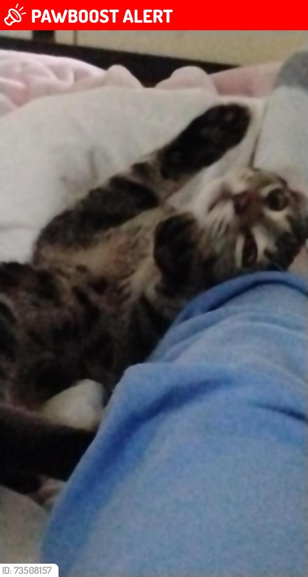 Lost Male Cat last seen Kissing ridge Kentucky, Jessamine County, KY 40356