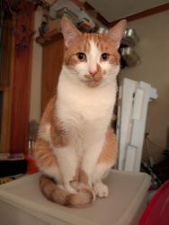 Reunited Male Cat last seen Falleson rd - Turning point park area, Rochester, NY 14612