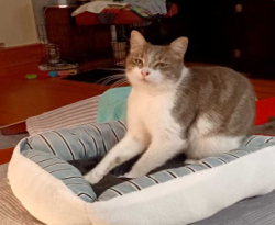 Reunited Male Cat last seen Whisper Brook and Whisper Dawn, San Antonio, TX 78230