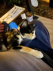 Found/Stray Female Cat last seen Colonial villiage, Lincolnton, NC 28092