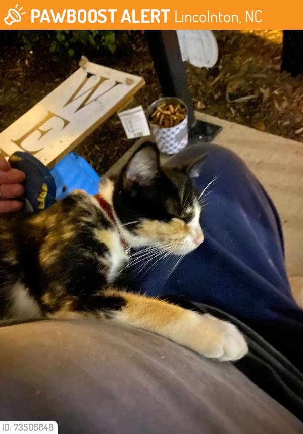 Found/Stray Female Cat last seen Colonial villiage, Lincolnton, NC 28092