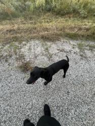 Lost Unknown Dog last seen Reedy fork pwky and eckerson rd, Greensboro, NC 27405