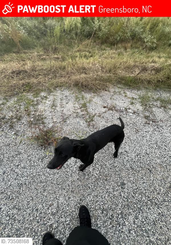 Lost Unknown Dog last seen Reedy fork pwky and eckerson rd, Greensboro, NC 27405