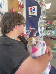 Reunited Female Dog last seen Amado and North Eldrige, Houston, TX 77065